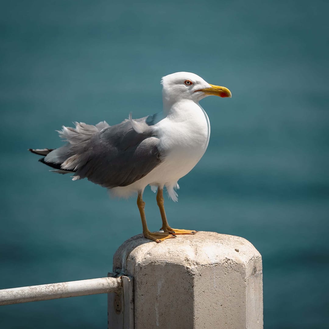 Gull